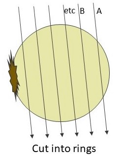 how to cut an onion into rings